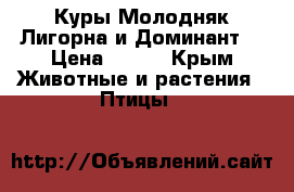 Куры Молодняк Лигорна и Доминант  › Цена ­ 250 - Крым Животные и растения » Птицы   